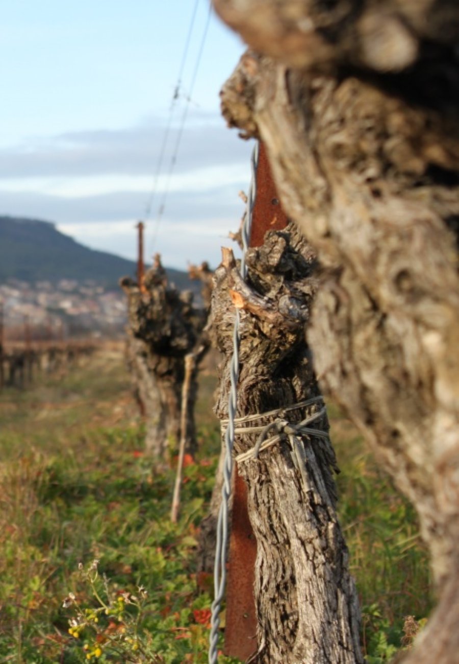 Cave Coopérative Frontignan | Frankrijk | Languedoc en ...